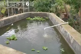 农村院子建个小鱼池养鱼，可以随便捞来吃，这样的农村生活很不错视频封面
