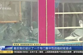 居民个人饲养活禽？嘉定城管上门执法，将28只信鸽送往收容点！视频封面