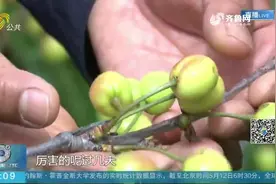 突降冰雹，泰安下港镇1.5万亩樱桃损失严重，果农求助盼市民采摘视频封面