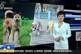 爱犬人士注意!深圳:中华田园犬、英国斗牛犬被移出禁养烈性犬名单视频封面