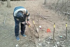 立春时节，农村老大哥软枣树嫁接柿子树方式很独特，你见过吗？视频封面