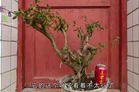 贵州天气冷了，我有一盆映山红的叶子看着不行了，赶紧换土抢救！视频封面