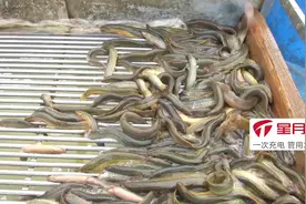 这泥鳅不仅不钻洞，天气越冷身价越贵，亩产2500斤，每斤售价18元视频封面