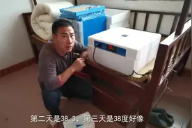 农村小伙用小型全自动家用孵化机孵鹅蛋第四天 听他怎么评价机器视频封面