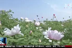 南京：千亩牡丹花海盛开，林下经济促进“风景产业”视频封面