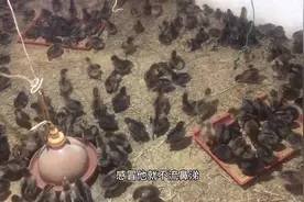 养鸡秘诀，鸡体感冒的主要表现及如何区分感冒类型和用药视频封面