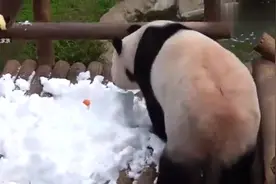 熊猫在雪堆了藏了胡萝卜，结果翻来覆去找了半天