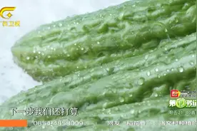 广西柳城县，毛瓜、节瓜、苦瓜，“瓜瓜送福”让村民们走上致富路