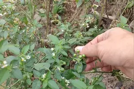 广西有一种野菜叫“白花菜”农村人都喜欢用来煮汤喝，清热解毒的视频封面