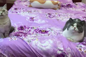 猫咪偷喝厕所里的水，被铲屎官抓住以后使劲教育！猫咪一脸无奈！视频封面