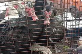 东北集市乡村雁多少钱一只，比鹅肉好吃吗？听听大爷咋说的视频封面