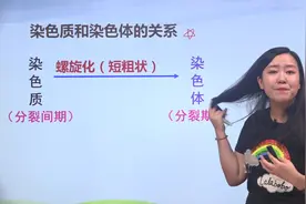 高中生物新教材必看知识点-染色质与染色体-翟思茗视频封面