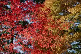 高清短片：日本爱知县秋景视频封面