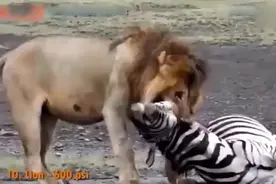 趣闻：熊一掌就能拍断狮子腰椎，太强悍了