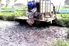 埃及塘鲺真能吃，一大车肉全部都抢光光视频封面