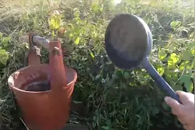 农村都是拿尿来淋菜的 你们信吗 这样淋出来的菜涨势很好视频封面