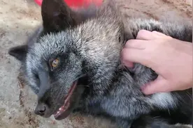 太有爱了，老外养狐狸当宠物，每天为它做按摩视频封面