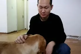 拉布拉多犬即将1岁了，主人准备记录狗子的日常生活