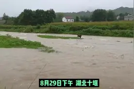 河水上涨“贪吃牛”被困 消防渡河救牛图片
