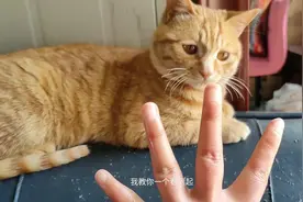 我：赵小猫教你一个新技能。猫：我学不会猫生太难了，我要捣乱