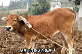 农村大叔教小牛耕地，1岁半的黄牛10天学会，小黄牛悟性真好视频封面