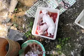10斤的兔子出多少肉？这种肉吃着才过瘾