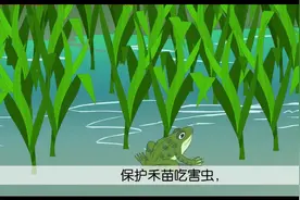 部编版一年级语文下册教学视频 第3课 小青蛙视频封面