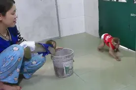 美女养两只猴子太难了，擦个地都搞得像战场一样，好崩溃哦视频封面