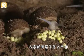 蜗牛产卵全过程！高清记录这不同寻常的“爱情结晶”视频封面