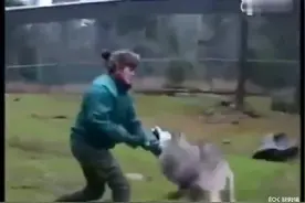 狼和俄罗斯女人打架了！熊：曾经我也这么干过，现在还在医院视频封面
