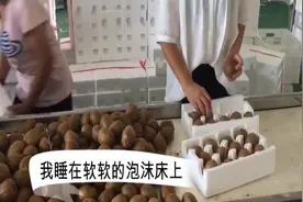 每年猕猴桃旺季，都忙的停不下来，上午采摘，下午发，只为更新鲜视频封面