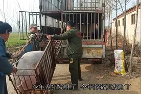 农村养猪大户，今年养了500头猪，看看他到底赚了多少钱？视频封面