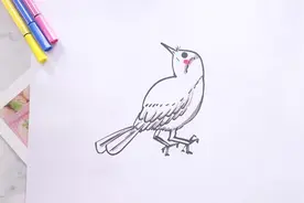 回头鸟的的画法教程