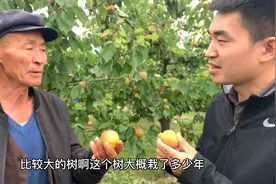 小屈探寻礼泉万亩杏园！与30年老果农聊聊，啥样的大红杏才值得买