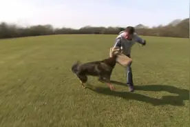 致命的60种生物：比狼更像狼的犬种，阿拉斯加爱斯基摩犬