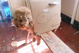 狗子剪毛时乱动？铲屎官用3种方法让泰迪安静，最后一种简单好用视频封面