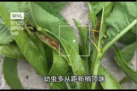 梨树、桃树等果树钻心虫，用这种新药防治效果好，一年只需治一次视频封面