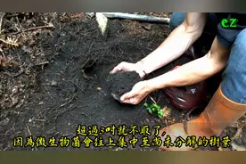 自然农法：如何尋找森林腐植土_揭開大自然的秘密视频封面