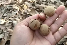 熟透的龙眼大量掉地下腐烂，越南果农损失惨重，希望变成了失望视频封面