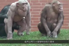 国外无毛猩猩火了！女游客不敢直视，科学家认为是在进化！视频封面