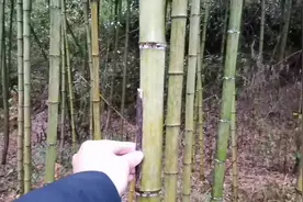 介绍临安当地三种竹子为什么只有雷竹拿来孵笋，带大家了解一下视频封面