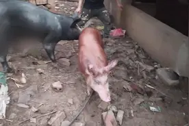 这黑猪和棕猪长得真好，体格不大却紧实精干，肉质肯定很香