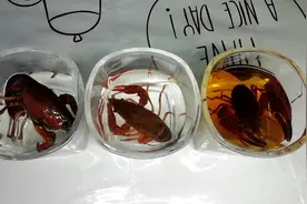 用白酒，盐水，醋浸泡小龙虾到底能不能吐干净脏东西呢视频封面