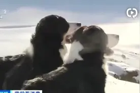 宠物摄影师成就业新宠：拍照一套能达上万元！视频封面