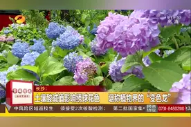 湖南省森林植物园3万株绣球花开！花开时节令人流连忘返！视频封面