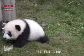 成都动物园通过网络让我们与大熊猫保持联系欣赏功夫熊猫主题曲视频封面