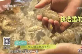 生活圈：想要挑到肥美肉多的皮皮虾，学会这四点就能搞定，快收藏视频封面