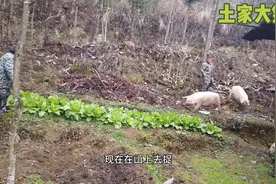农村杀年猪搞笑一幕，2头猪跑出猪圈，村民山里到处赶能抓到吗？视频封面