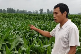 农民给玉米打矮壮素，每亩增产500到800斤，听小伙给大家怎样解答视频封面