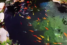 航拍75万乡村别墅小院里假山鱼池美景，流水潺潺锦鲤戏水悠然自得视频封面